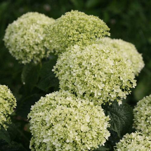 Invincibelle® Limetta Smooth Hydrangea