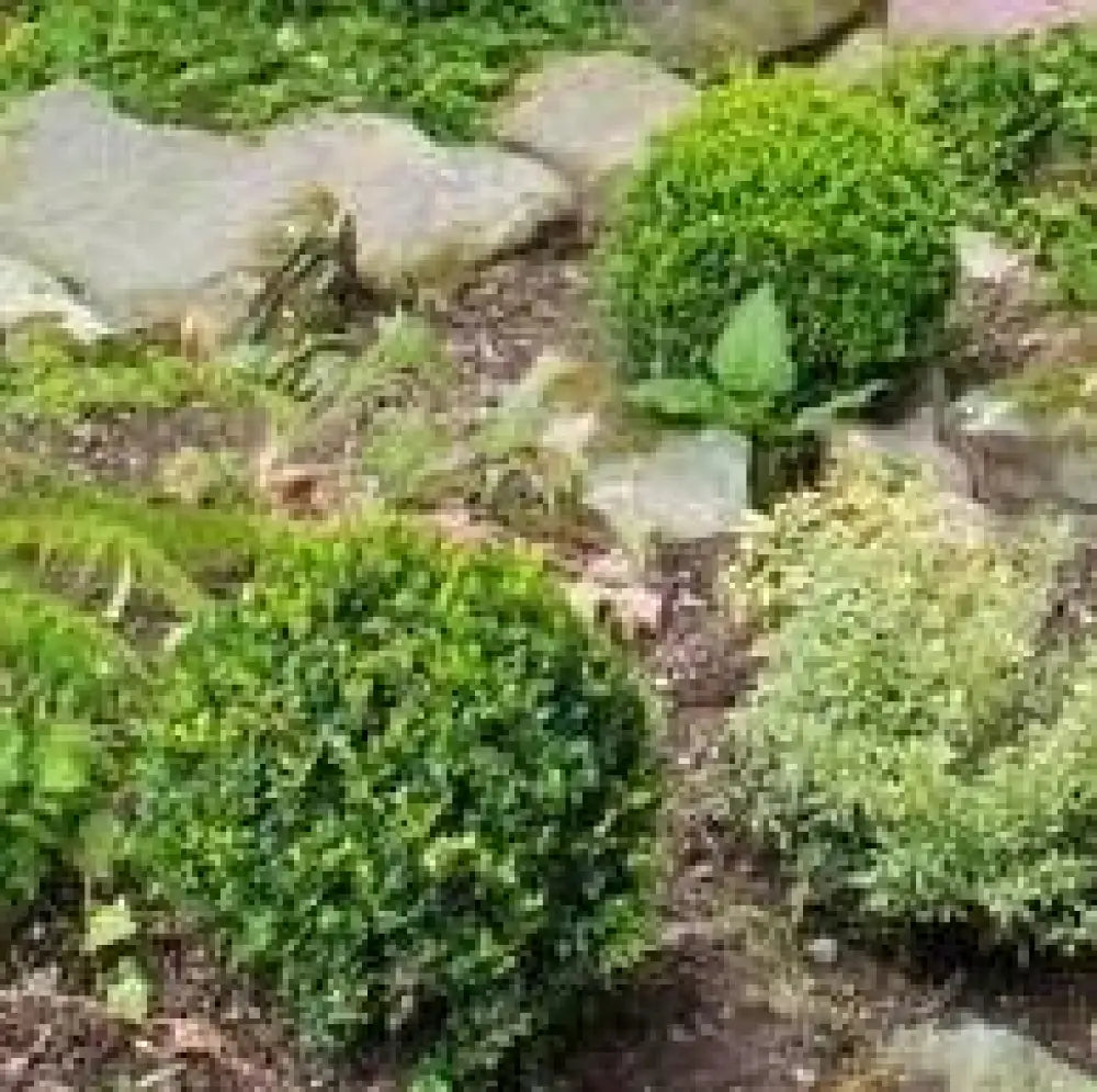 Baby Gem™ Boxwood Shrub