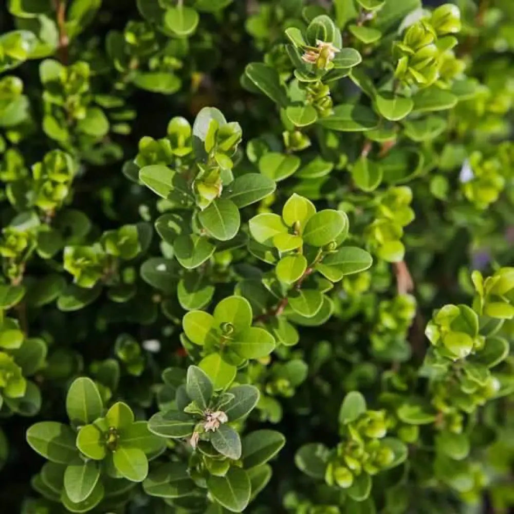 Baby Gem™ Boxwood Shrub