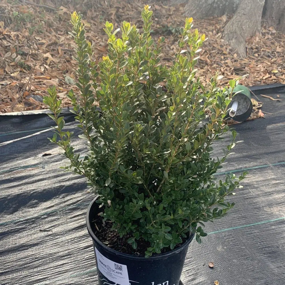 Baby Gem™ Boxwood Shrub