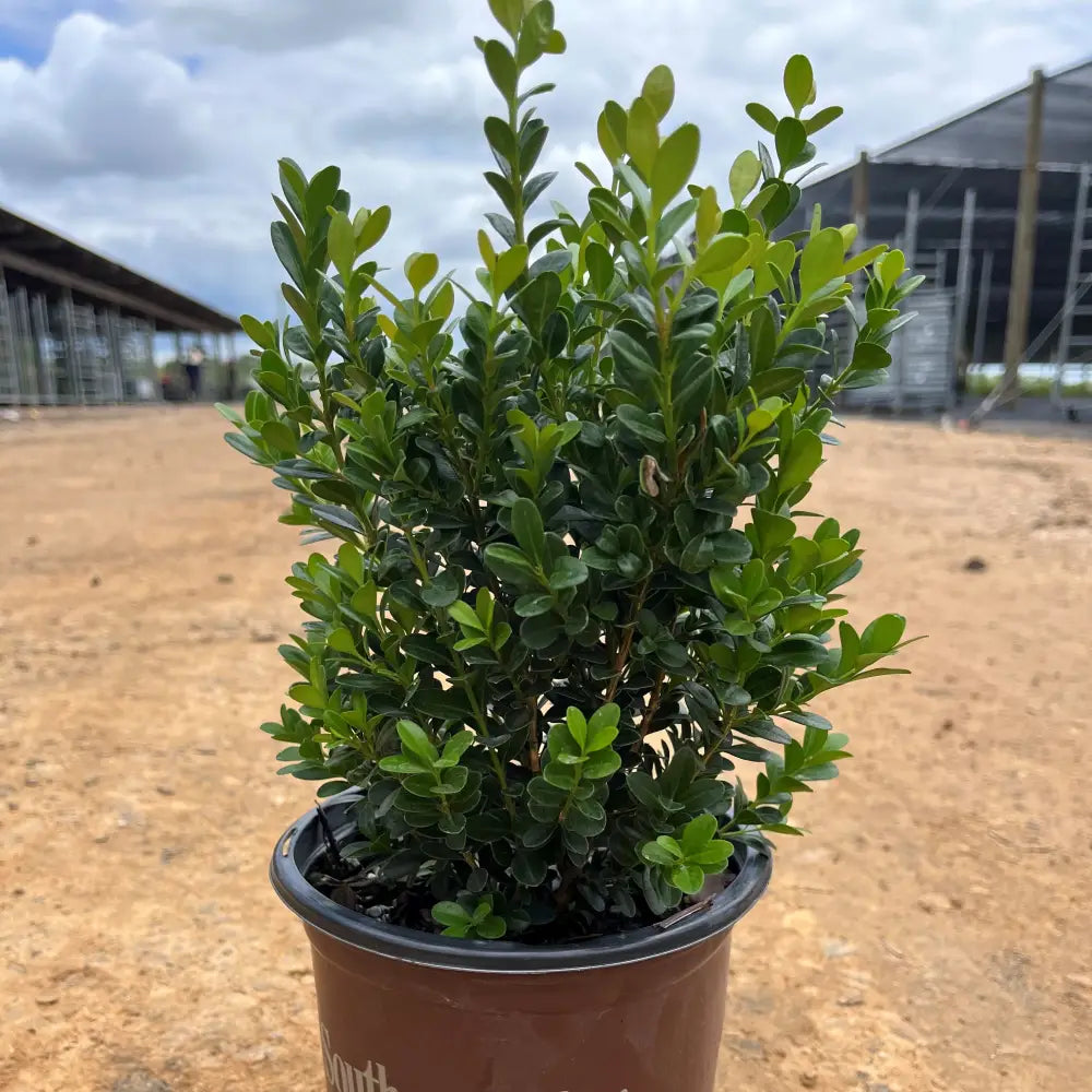 Baby Gem™ Boxwood Shrub