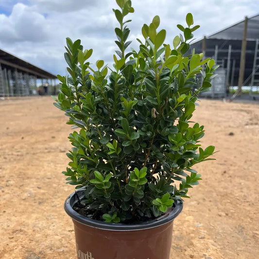Baby Gem™ Boxwood Shrub