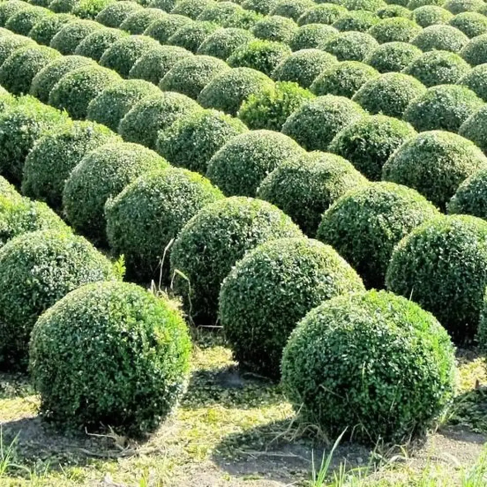 Baby Gem™ Boxwood Shrub