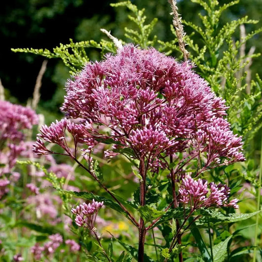 Baby Joe Coastal Plain Joe Pye Weed Perennial
