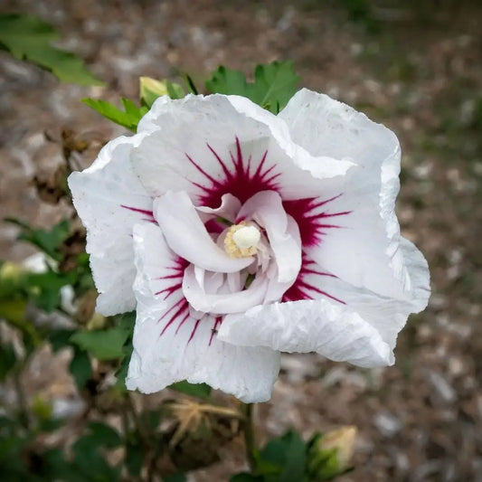 Bali™ Hibiscus 3 GALLON Shrub