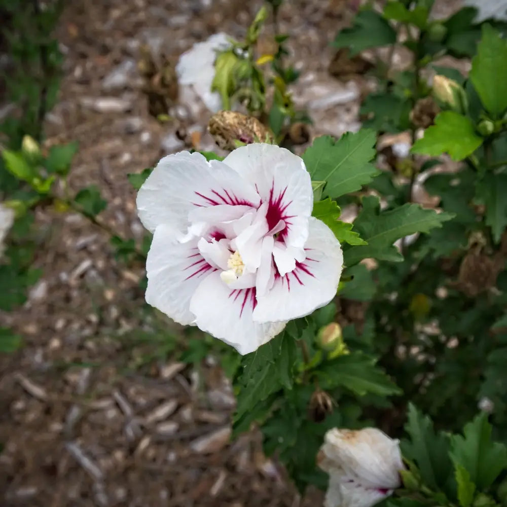 Bali™ Hibiscus 3 GALLON Shrub