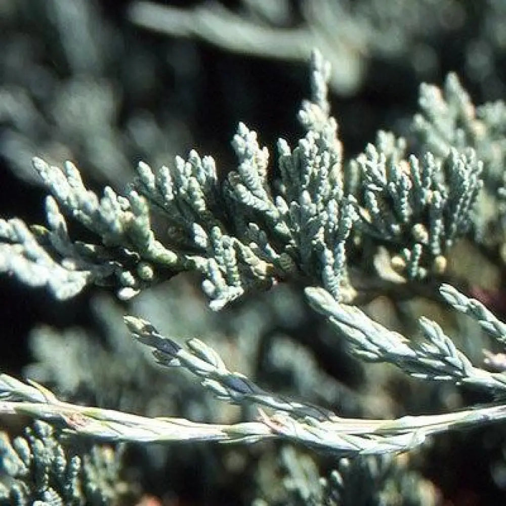Bar Harbor Juniper Shrub