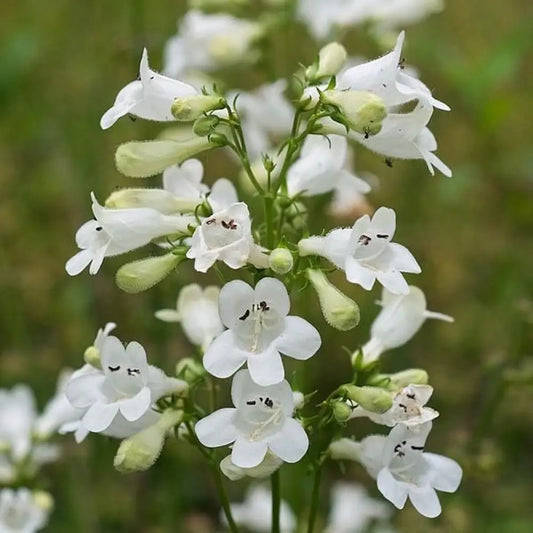 Beardtongue 1 GALLON Perennial