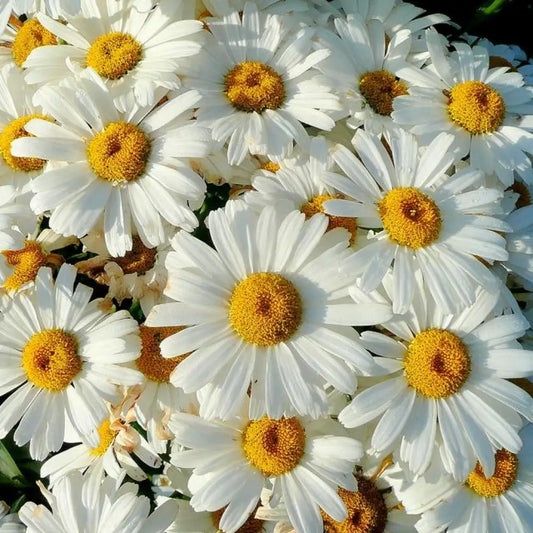 Becky Shasta Daisy Perennial