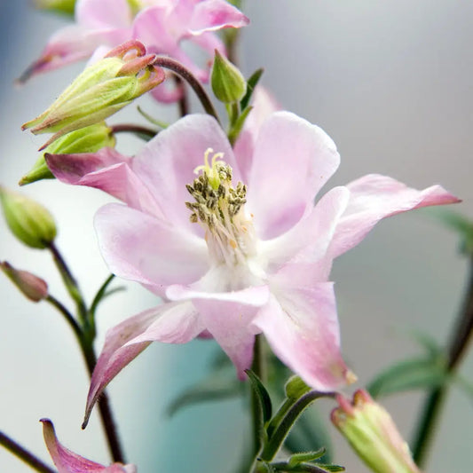 Beidermeier Columbine 1 GALLON Perennial