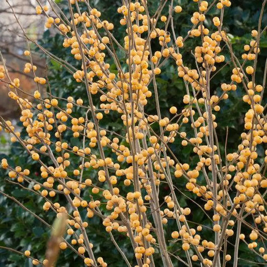 Berry Heavy® Gold Winterberry Tree