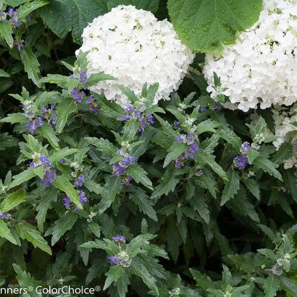 Beyond Midnight® Bluebeard 2 GALLON Shrub