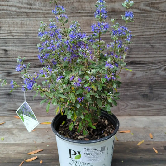 Beyond Midnight® Bluebeard 2 GALLON Shrub