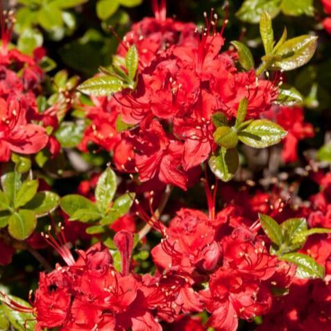 Rhododendron ''UMNAZ 633' PP33,787  - First Editions® Electric Lights™ Red Azalea