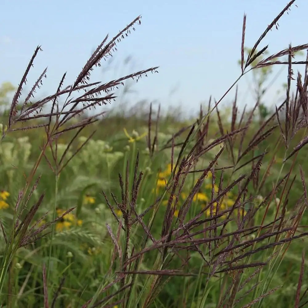 Big Bluestem 1 GALLON Ornamental Grass