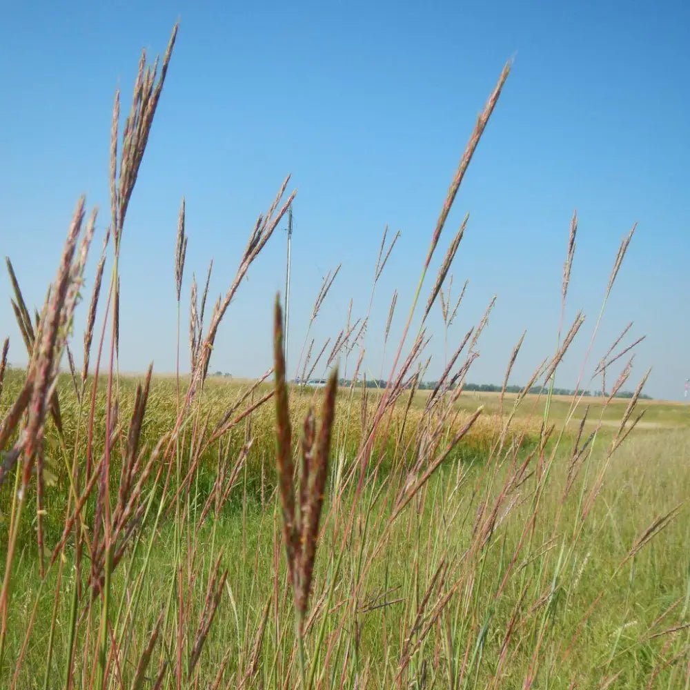 Big Bluestem 1 GALLON Ornamental Grass