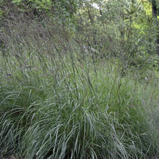 Big Bluestem 1 GALLON Ornamental Grass