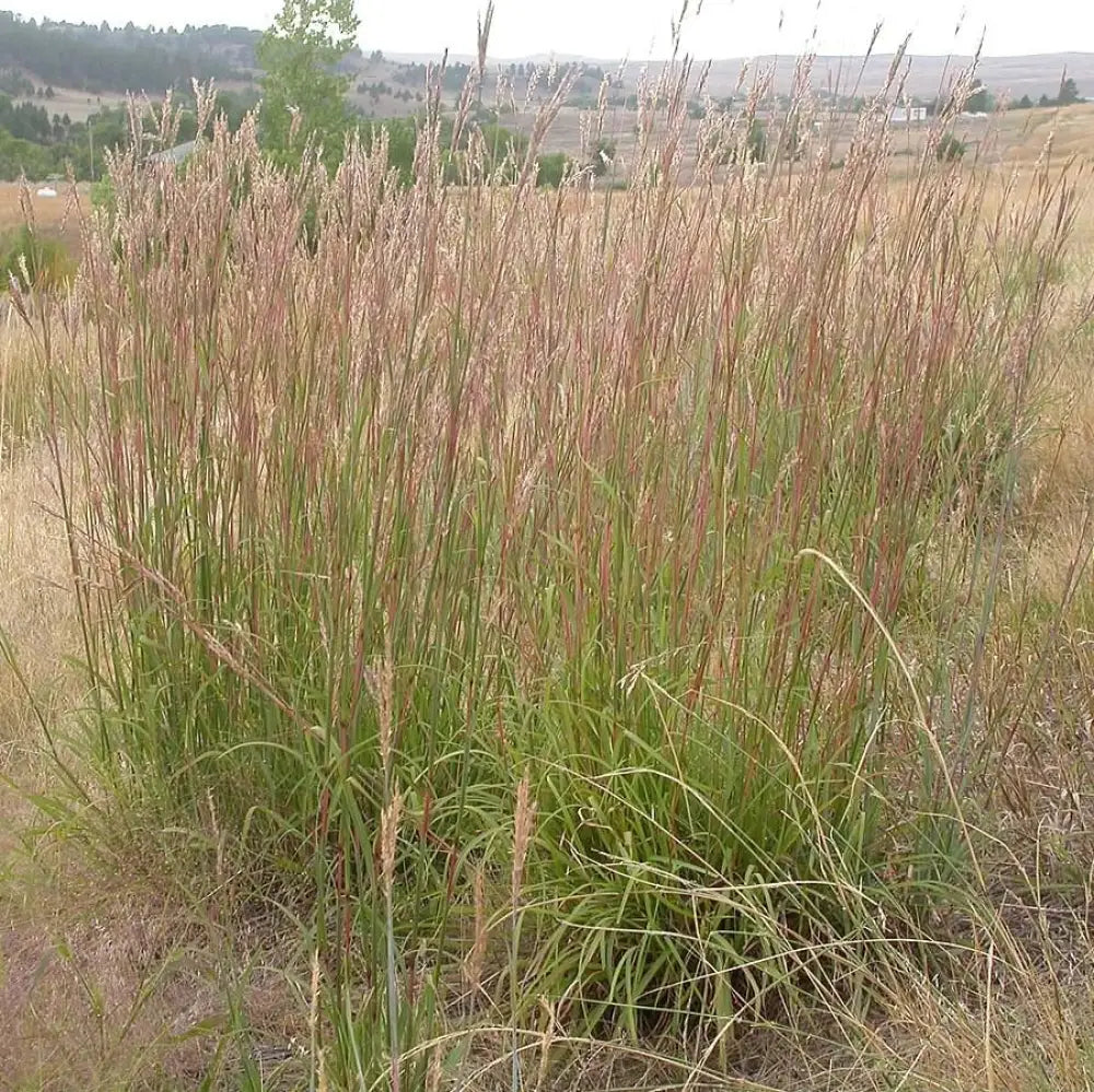 Big Bluestem 1 GALLON Ornamental Grass
