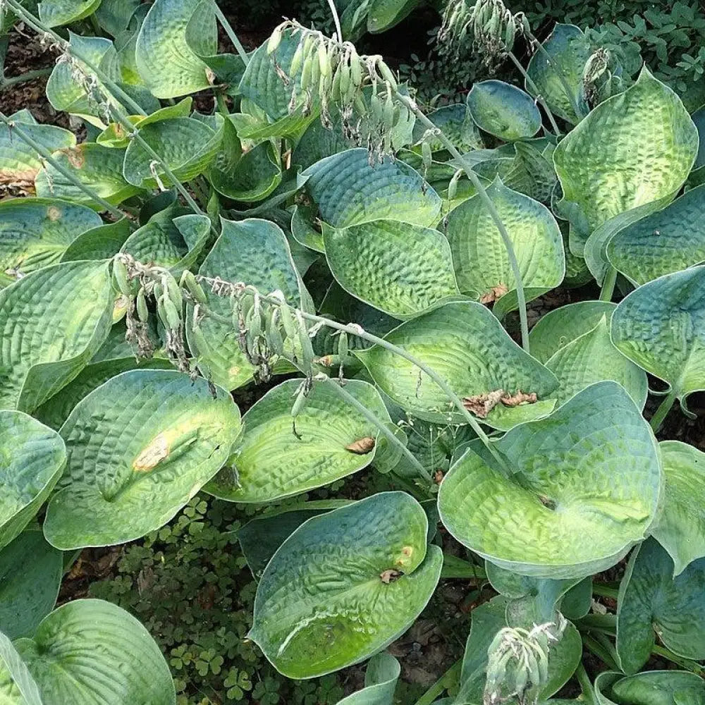 Big Daddy Hosta Perennial