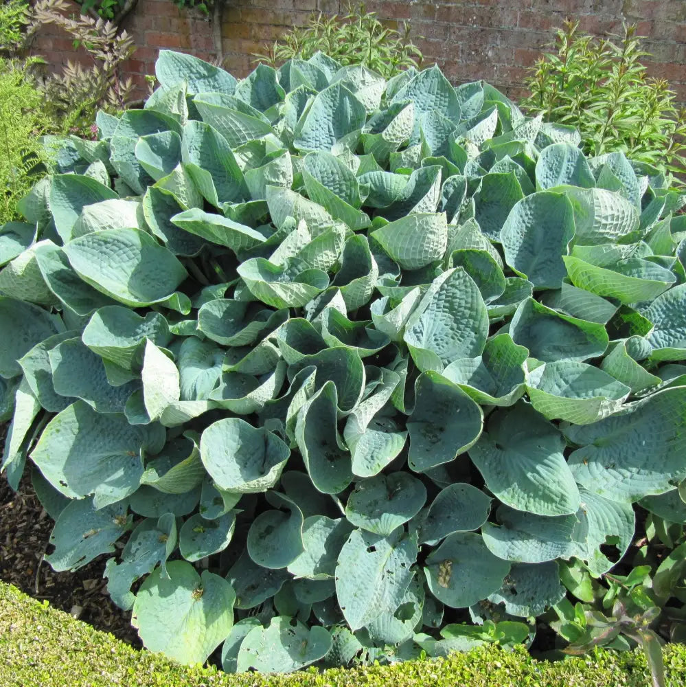 Big Daddy Hosta Perennial