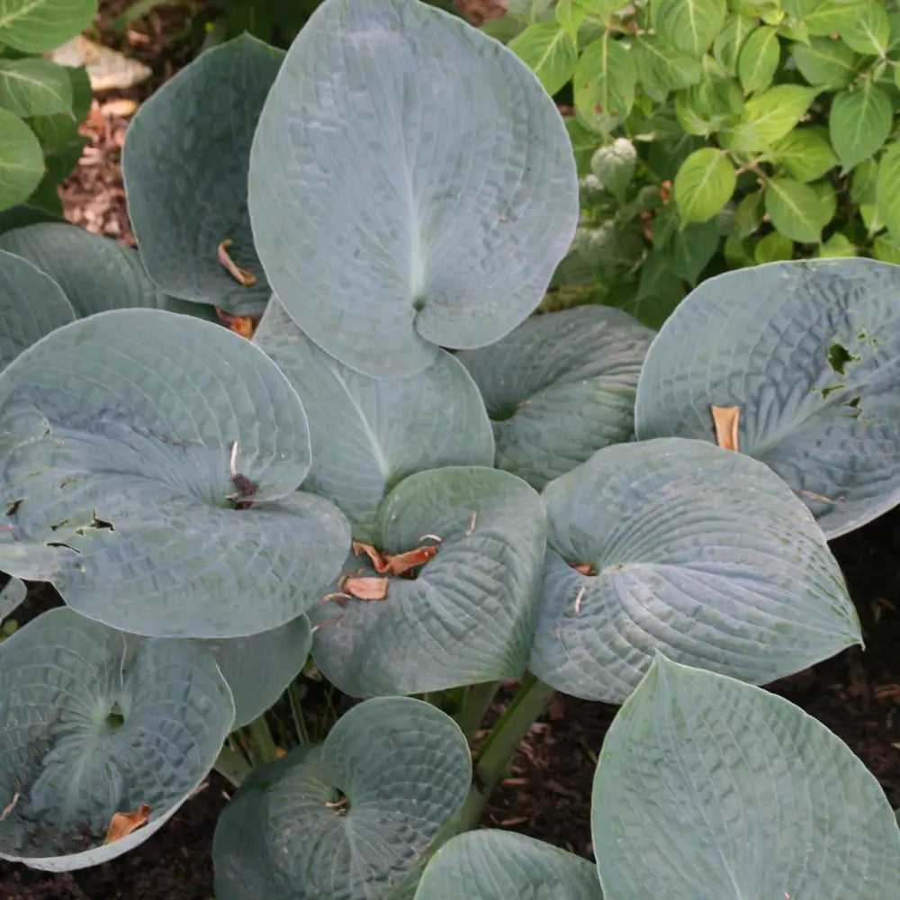 Big Daddy Hosta Perennial