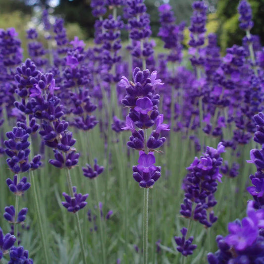 Big Time Blue English Lavender 1 GALLON Perennial