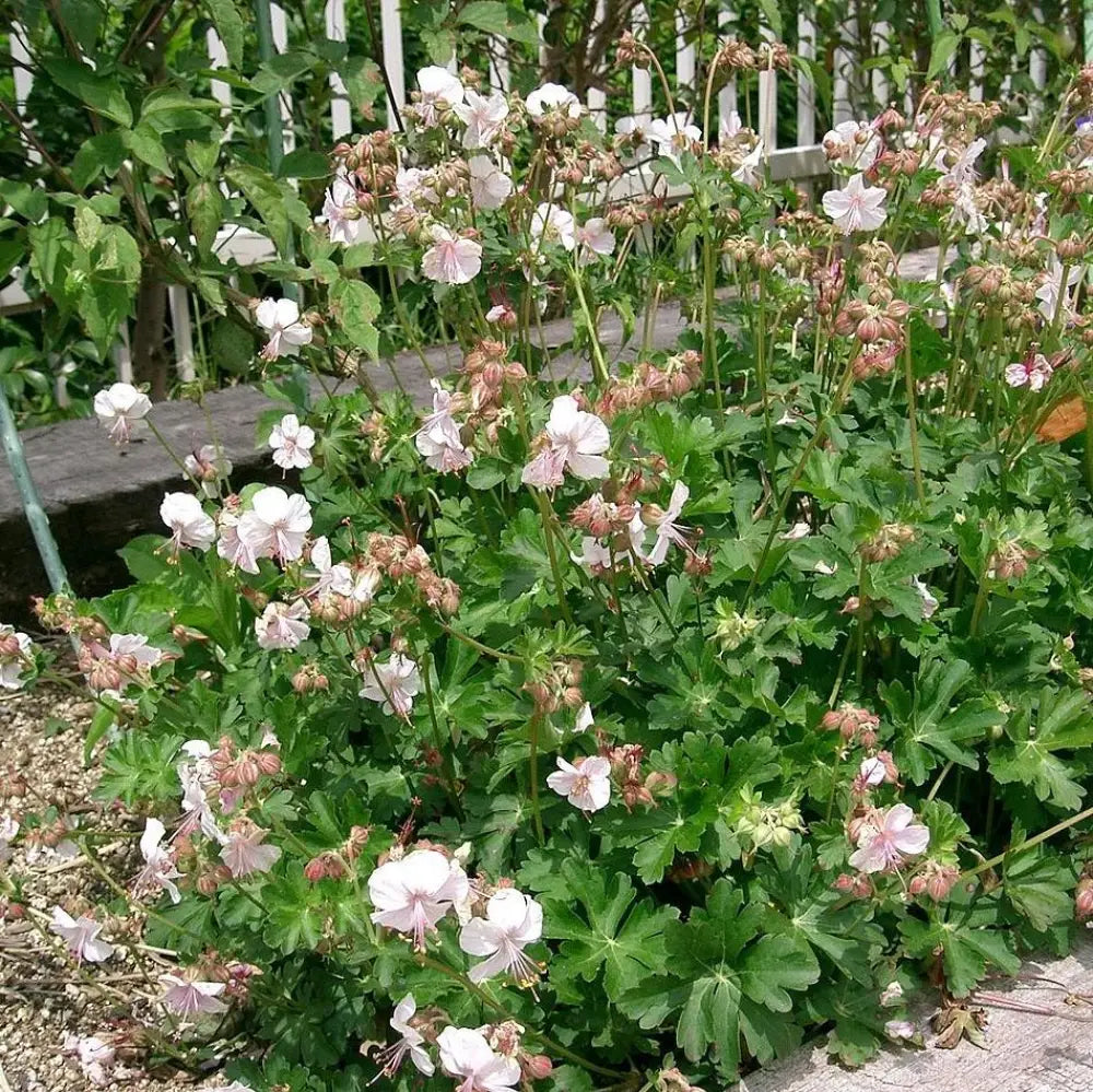 Biokovo Cranesbill 1 GALLON Perennial