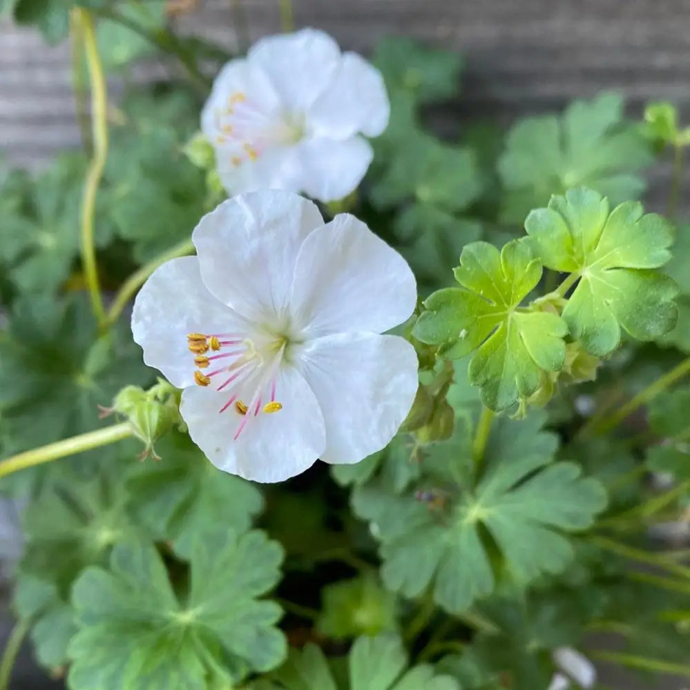 Biokovo Cranesbill 1 GALLON Perennial