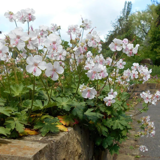 Biokovo Cranesbill 1 GALLON Perennial