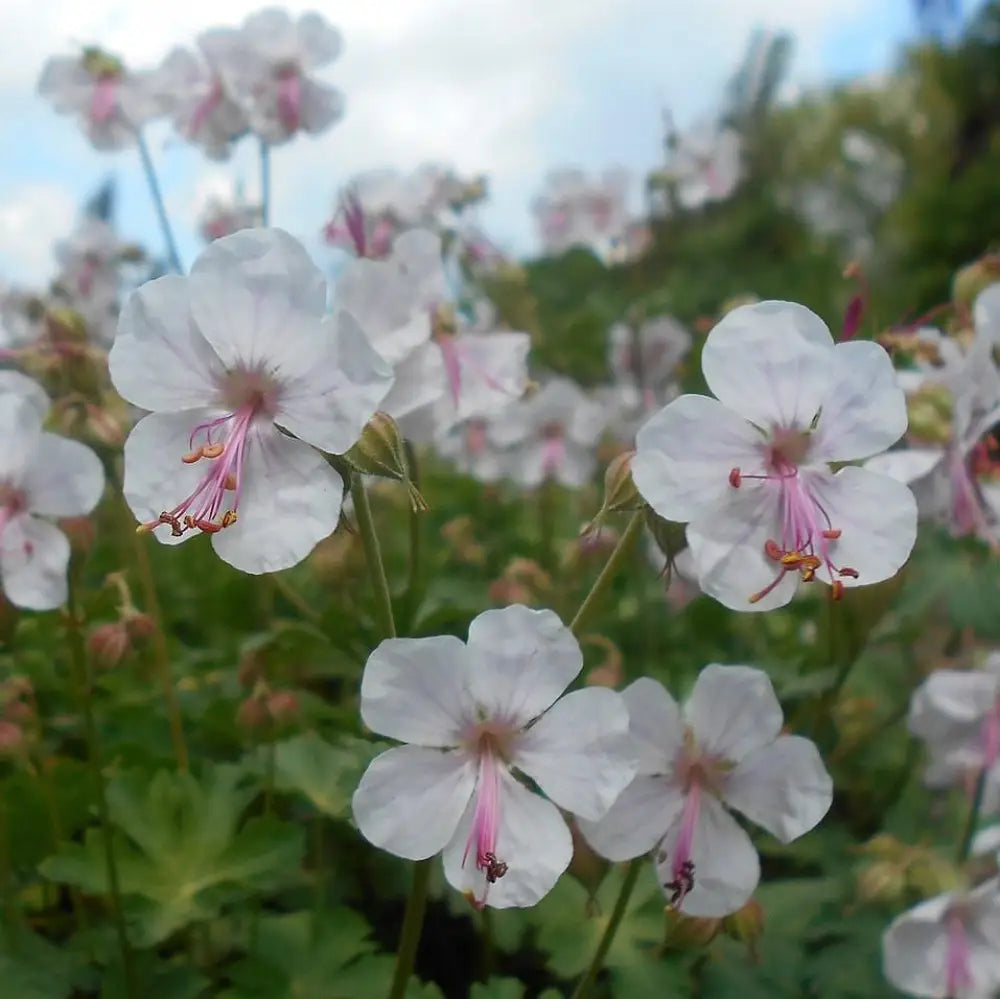 Biokovo Cranesbill 1 GALLON Perennial