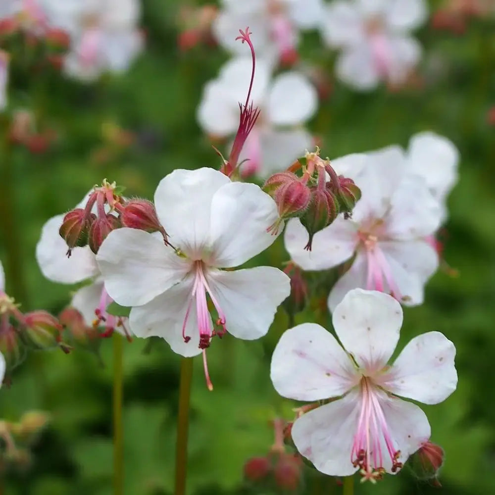 Biokovo Cranesbill 1 GALLON Perennial