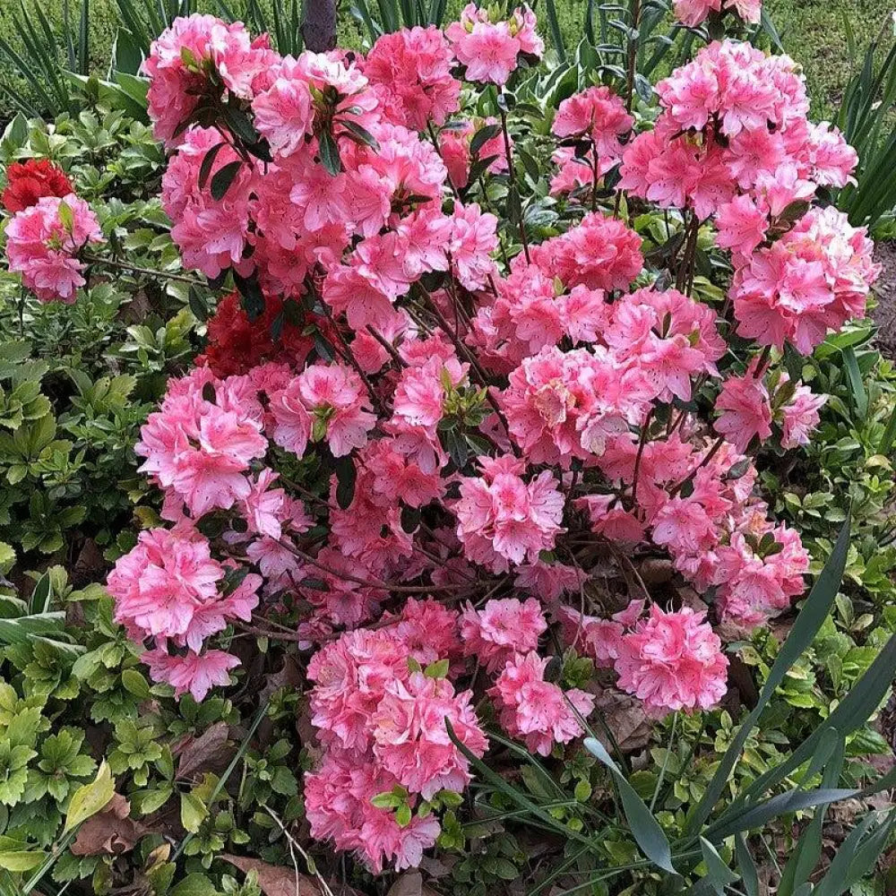 Blaauw’s Pink Azalea Shrub
