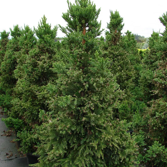 Black Dragon Japanese Cedar Conifer