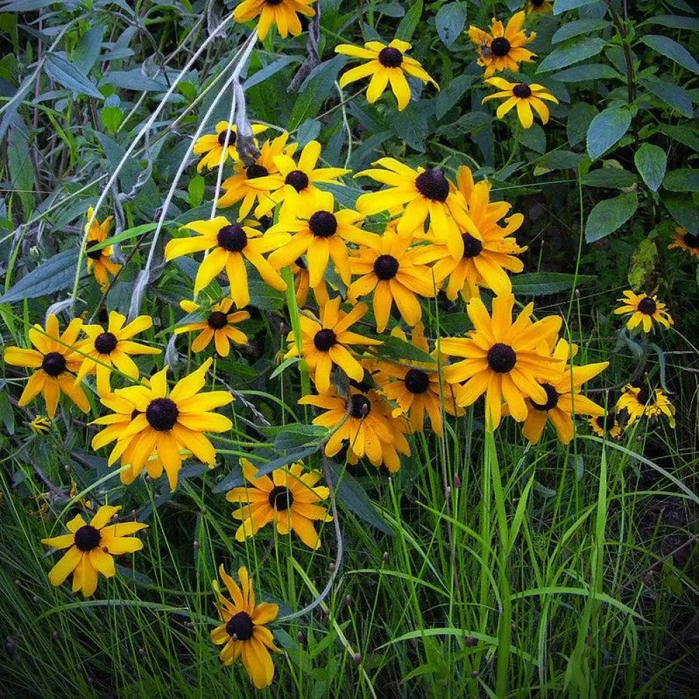 Black-Eyed Susan Perennial