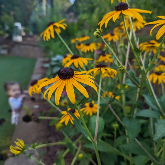Black-Eyed Susan Perennial