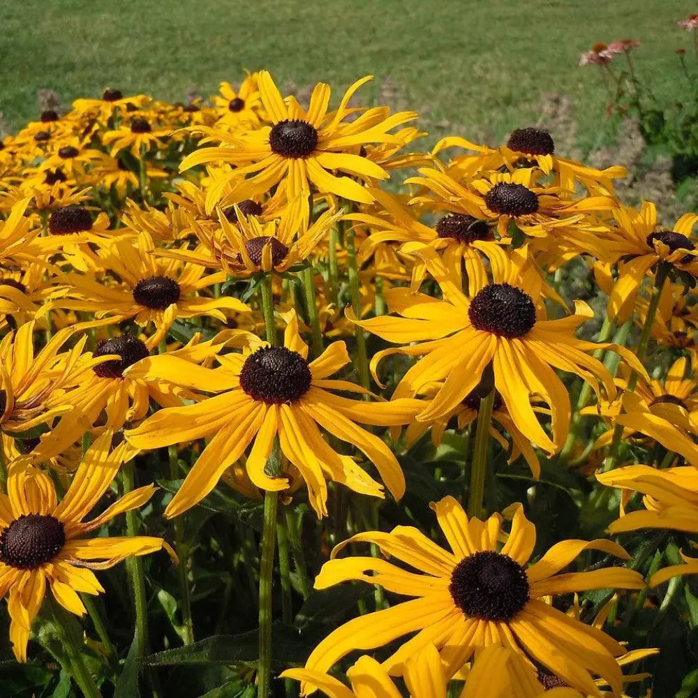 Black-Eyed Susan Perennial