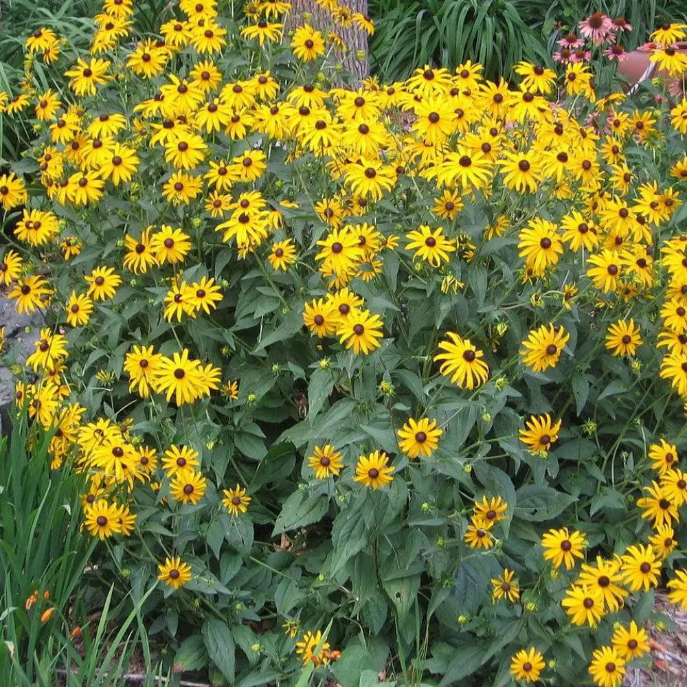Black-Eyed Susan Perennial