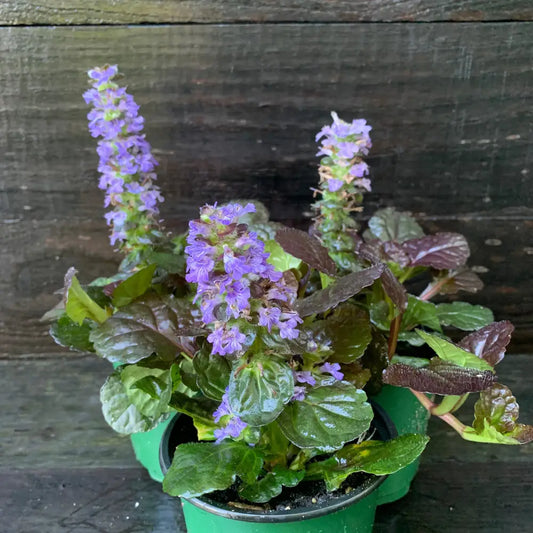 Black Scallop Bugleweed 1 GALLON Perennial