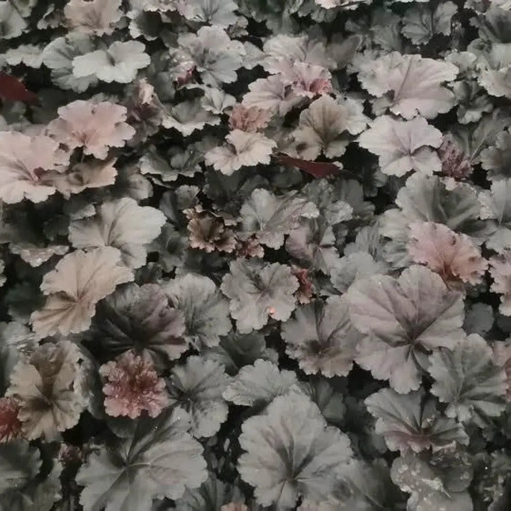 Black Sea Coral Bells 1 GALLON Perennial