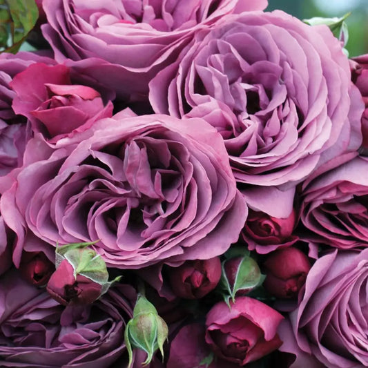 Bloomables® Sunbelt® Plum Perfect™ Rose 2 GALLON Shrub