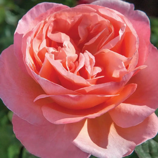 Bloomables® Sweet Mademoiselle™ Rose 2 GALLON Shrub