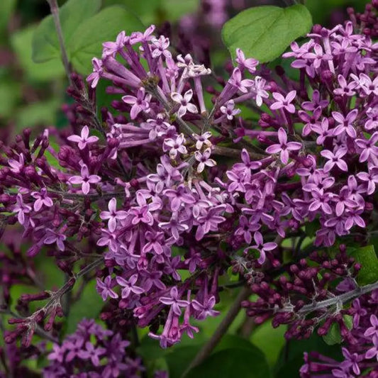 Bloomerang® Dark Purple Lilac Shrub
