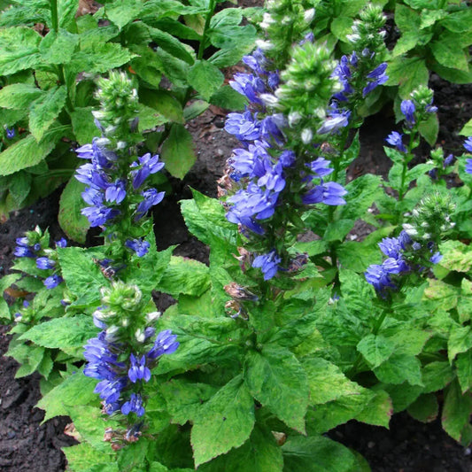 Blue Cardinal Flower 1 GALLON Perennial