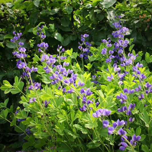 Blue False Indigo Perennial