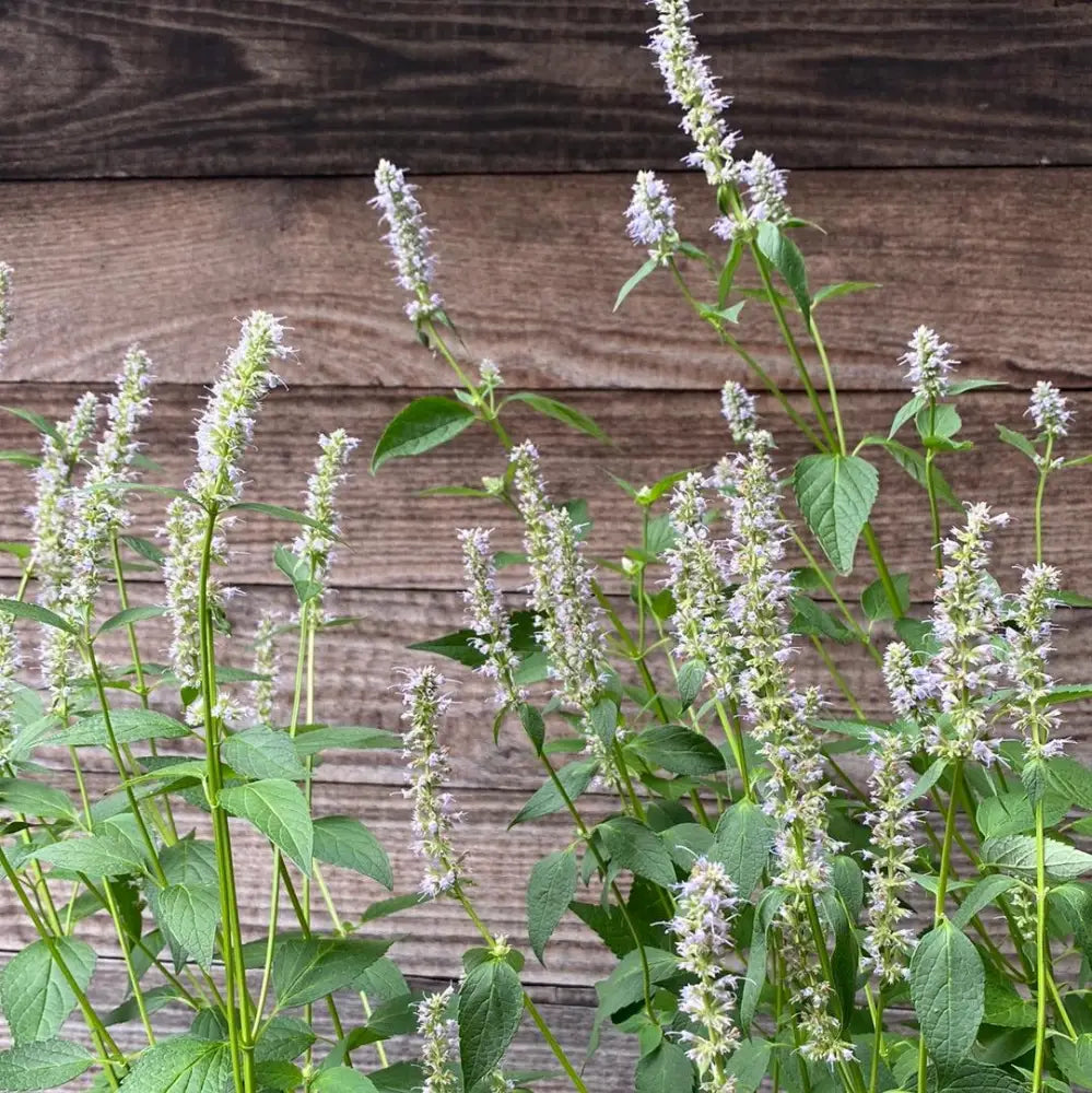 Blue Fortune Giant Hyssop Perennial