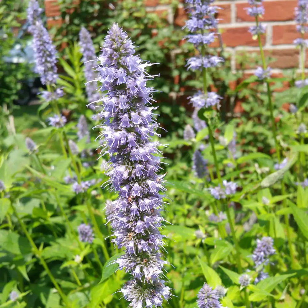Blue Fortune Giant Hyssop Perennial