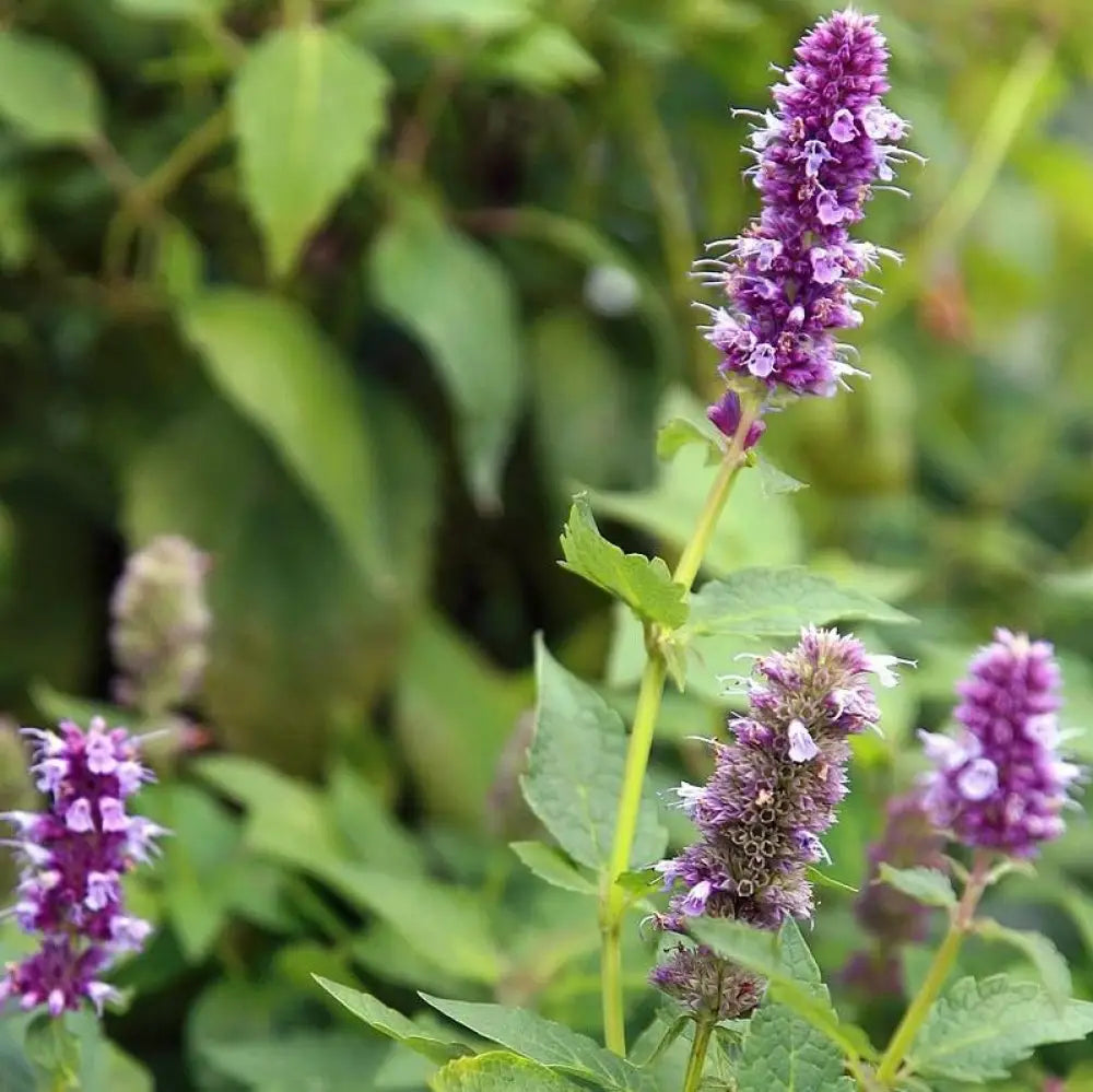 Blue Fortune Giant Hyssop Perennial