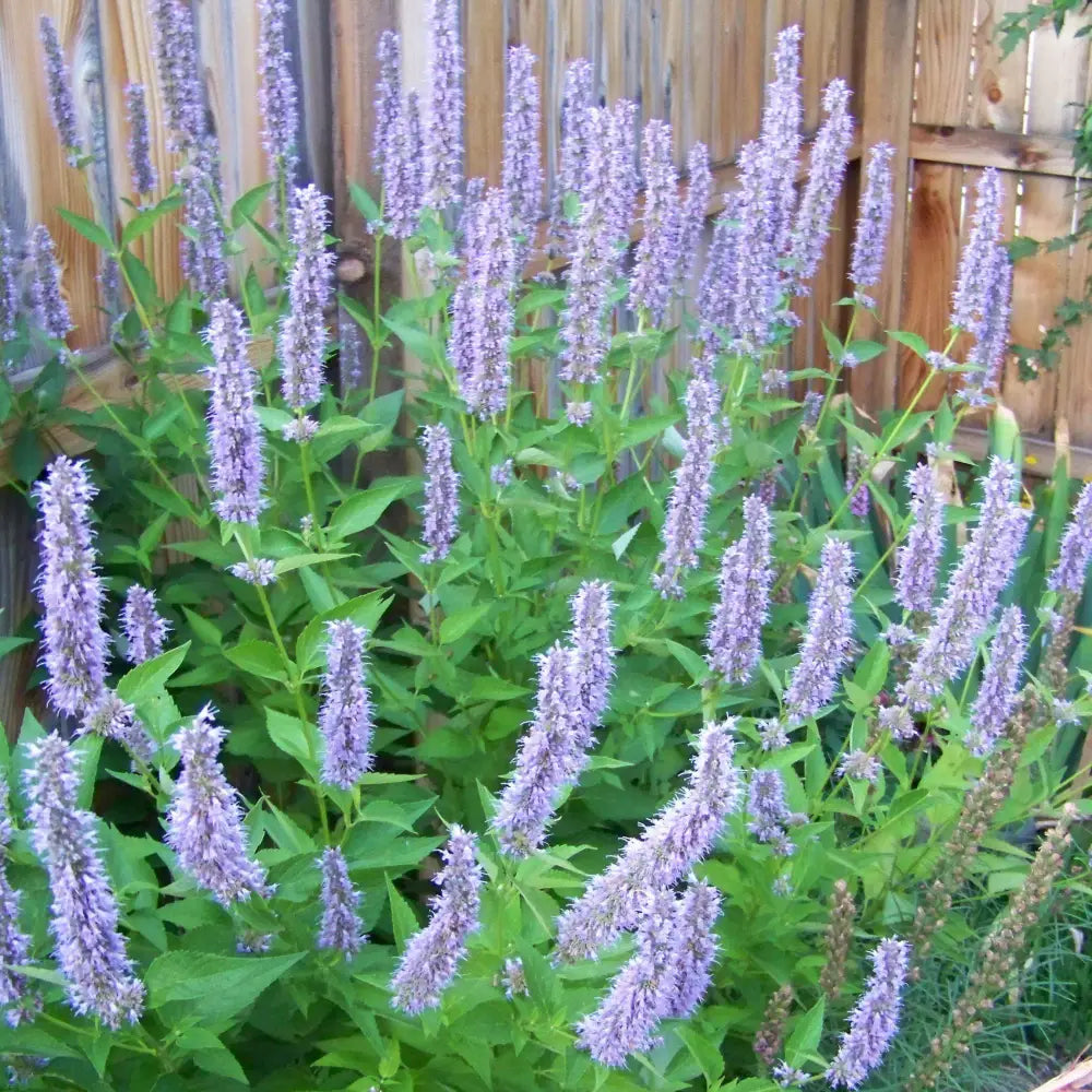 Blue Fortune Giant Hyssop Perennial