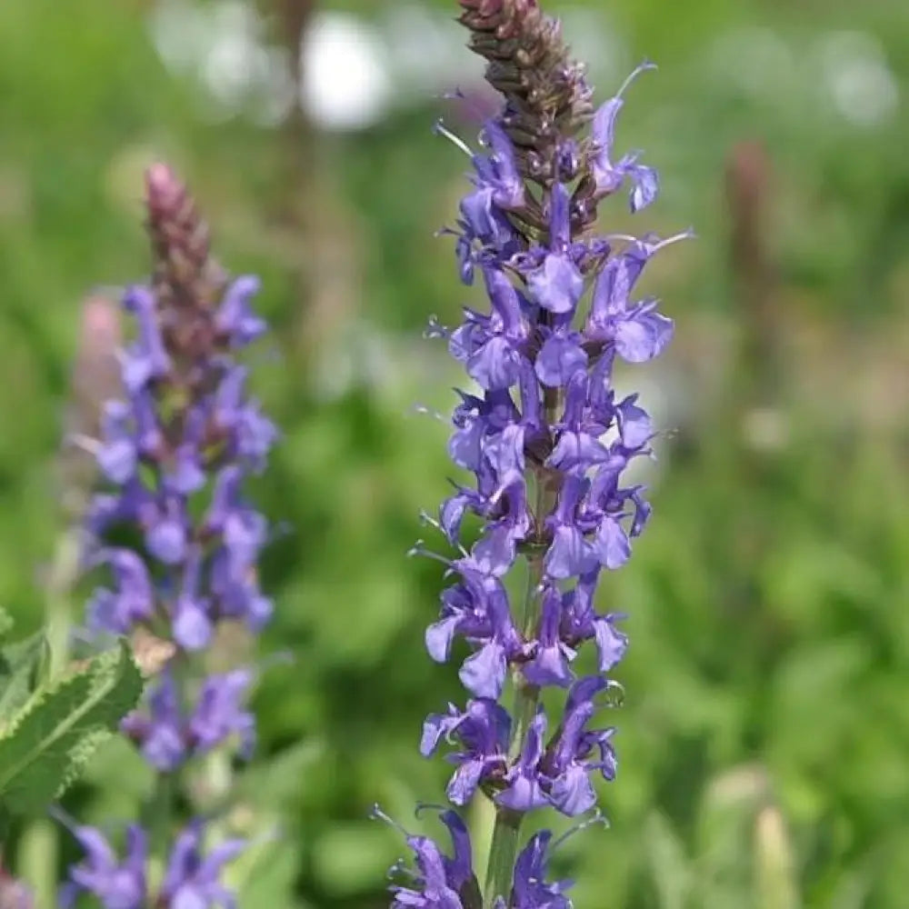 Blue Hill Meadow Sage Perennial