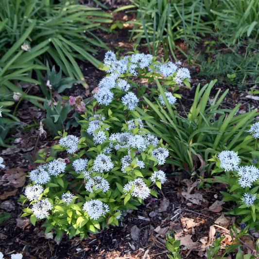 Blue Ice Blue Star 1 GALLON Perennial